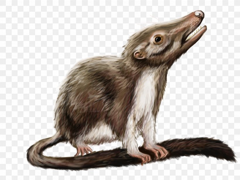 Rat Ancestor Mammal Hamster Phylogenetic Tree, PNG, 3600x2700px, Rat, Ancestor, Animal, Common Opossum, Evolution Download Free