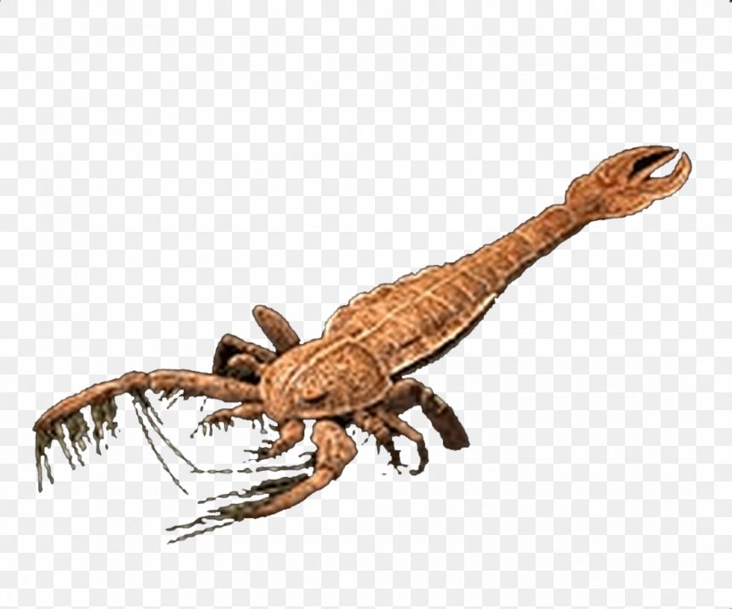 Scorpion Pterygotus Jaekelopterus Arthropod Millipede, PNG, 1068x890px, Scorpion, Animal, Animal Figure, Arthropleura, Arthropod Download Free