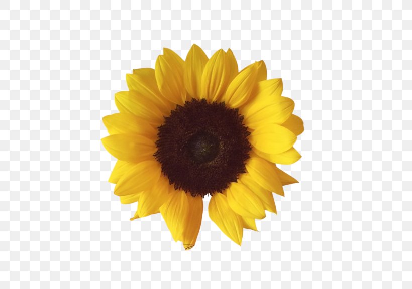 Common Sunflower Clip Art, PNG, 600x576px, Common Sunflower, Daisy Family, Flower, Flowering Plant, Image File Formats Download Free