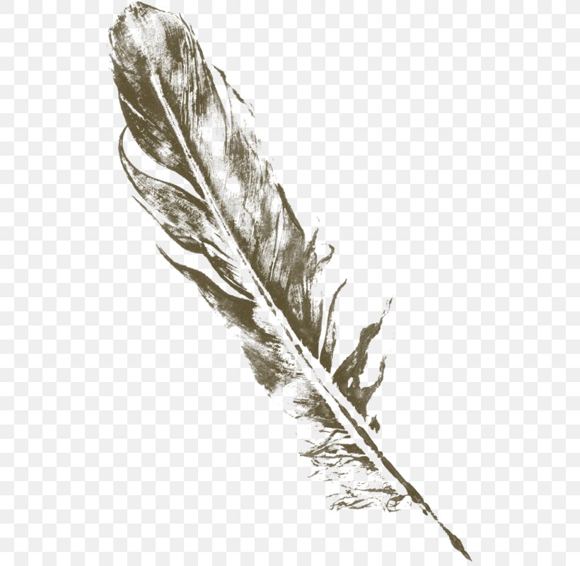 Feather Drawing Quill Art, PNG, 524x800px, Feather, Art, Arts, Black And White, Branch Download Free