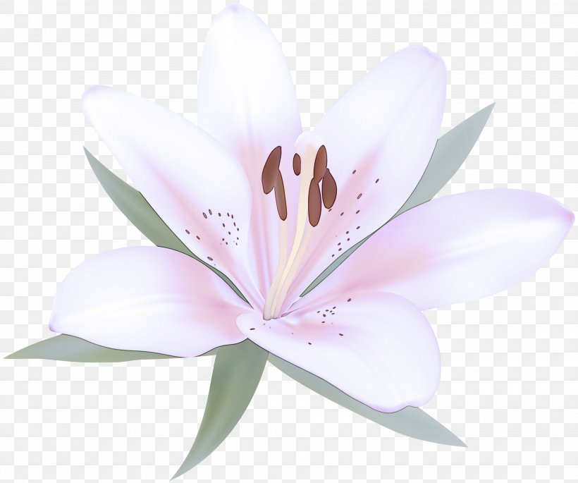 Flowering Plant Petal Flower Lily Pink, PNG, 3000x2509px, Flowering Plant, Flower, Lily, Lily Family, Petal Download Free