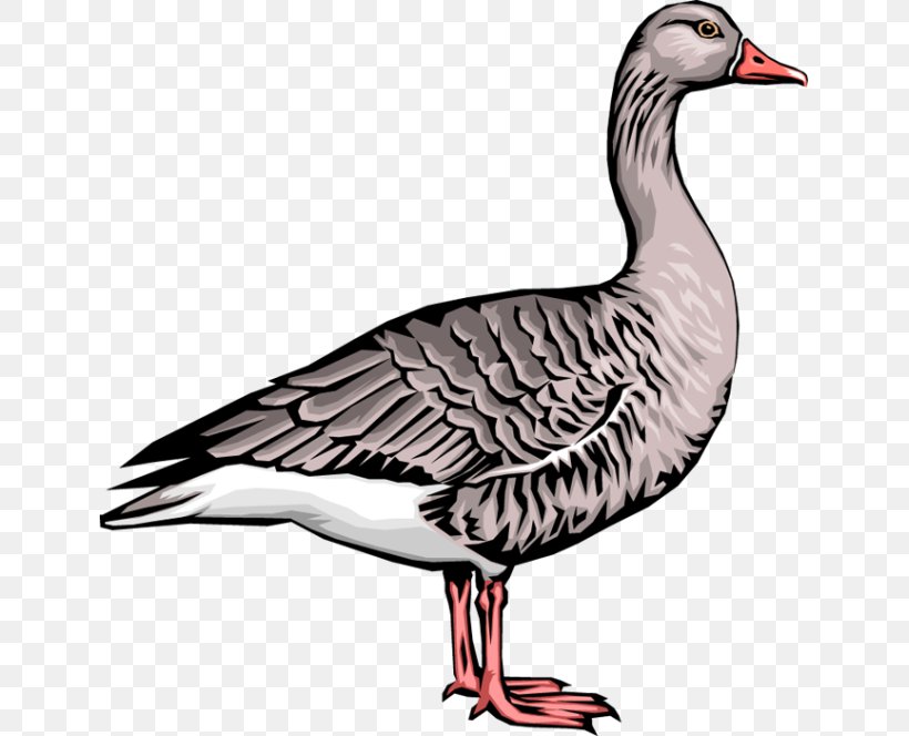 Goose Duck Clip Art, PNG, 639x664px, Goose, Art, Beak, Bird, Duck Download Free