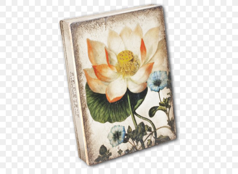 Hierbas Curativas (obras Singulares) Sacred Lotus Herbaceous Plant Still Life Picture Frames, PNG, 460x600px, Sacred Lotus, Flower, Flowering Plant, Greeting Note Cards, Herbaceous Plant Download Free