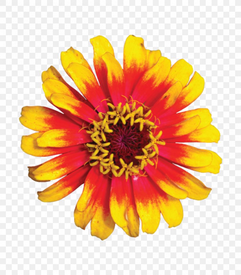 Italy Accommodation Desktop Wallpaper Flower, PNG, 1050x1200px, Italy, Accommodation, Annual Plant, Blanket Flowers, Calendula Download Free