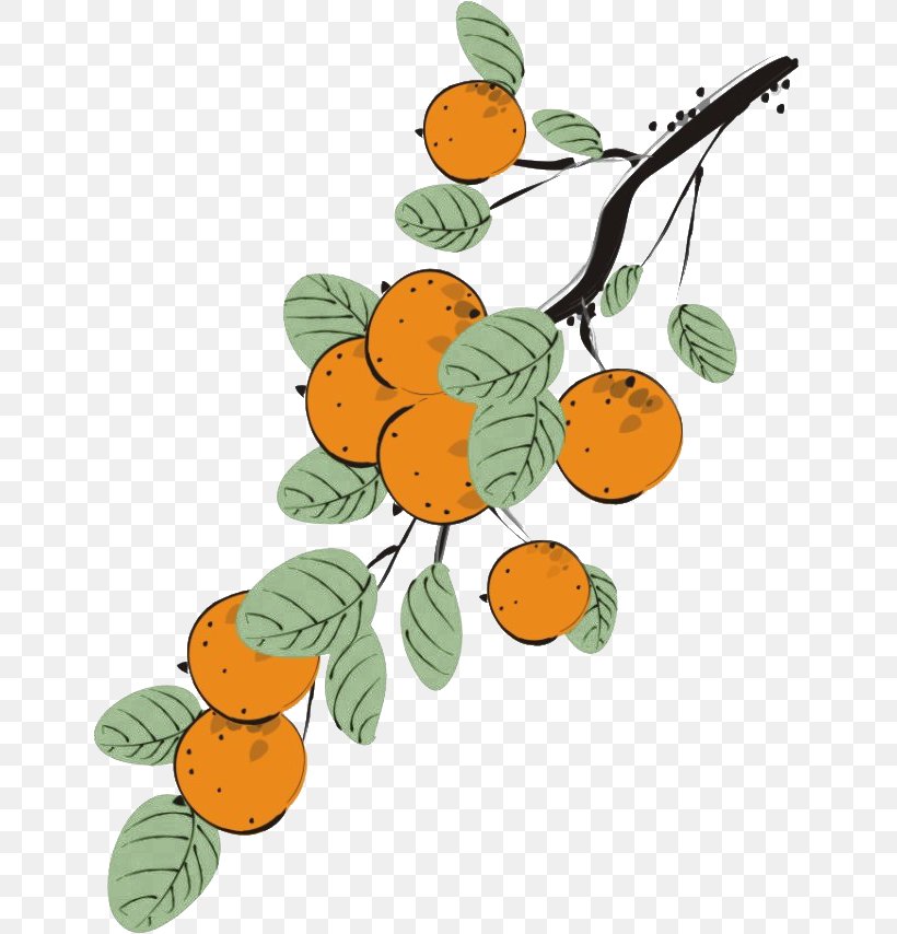 Japanese Persimmon Auglis Euclidean Vector, PNG, 650x854px, Persimmon, Auglis, Branch, Citrus, Flowering Plant Download Free