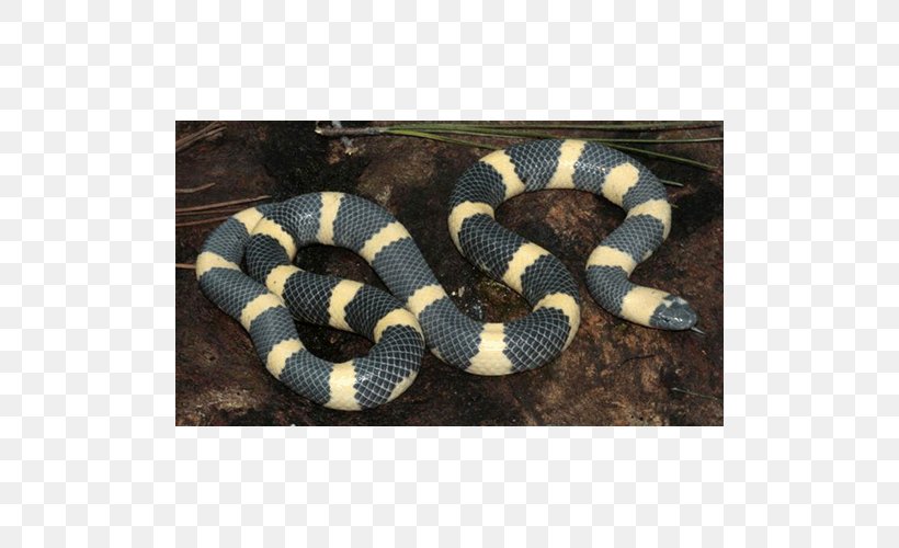 Kingsnakes Hognose Snake Rattlesnake Elapid Snakes, PNG, 500x500px, Kingsnakes, Boa Constrictor, Colubridae, Elapid Snakes, Elapidae Download Free