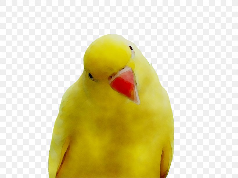 Lovebird Parakeet Pet Feather Beak, PNG, 1217x913px, Lovebird, Adaptation, Beak, Bird, Budgie Download Free