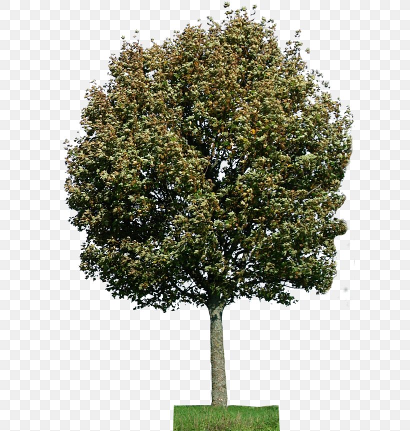 Oak DeviantArt Tree Image Photography, PNG, 600x862px, Oak, Art, Branch, Deviantart, Evergreen Download Free