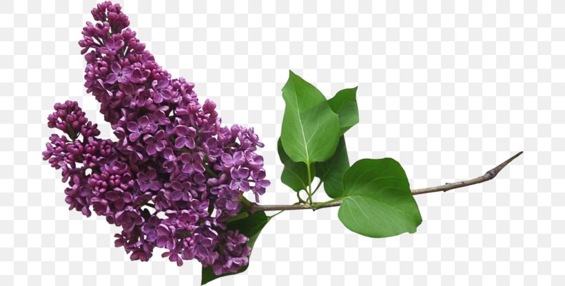 Image Adobe Photoshop Lilac Centerblog, PNG, 700x416px, Lilac, Blog, Branch, Centerblog, Cut Flowers Download Free