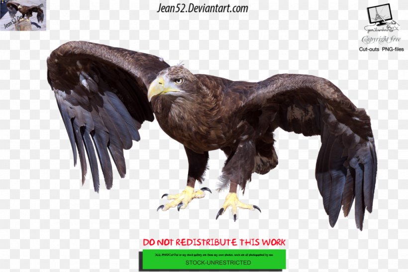 Bald Eagle Bird Desktop Wallpaper, PNG, 1024x682px, Bald Eagle, Accipitriformes, Advertising, Animal, Beak Download Free