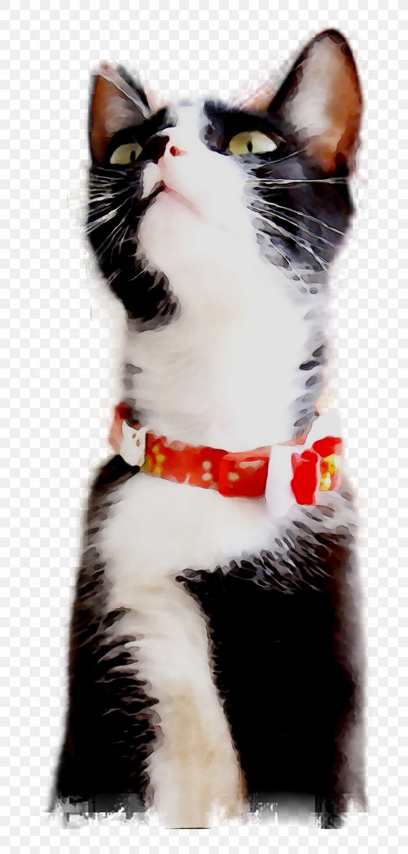 European Shorthair Whiskers American Wirehair Domestic Short-haired Cat Dog, PNG, 960x2010px, European Shorthair, American Wirehair, Animal, Blackandwhite, Breed Download Free