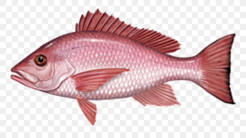 Fishing Northern Red Snapper International Game Fish Association African Red Snapper, PNG, 760x460px, Fishing, Angling, Barramundi, Bony Fish, Cod Download Free