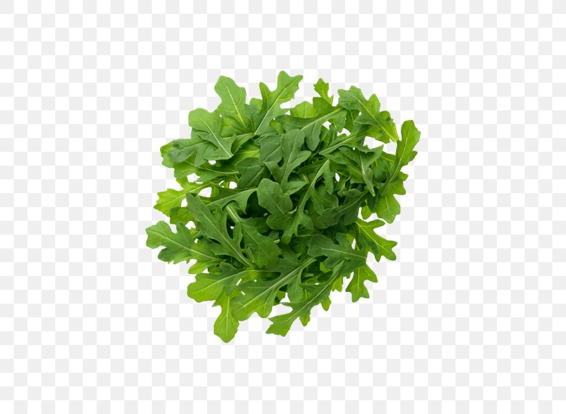 Food Spinach Abdominal Obesity, PNG, 600x600px, Food, Abdominal Obesity, Arugula, Capitata Group, Detoxification Download Free