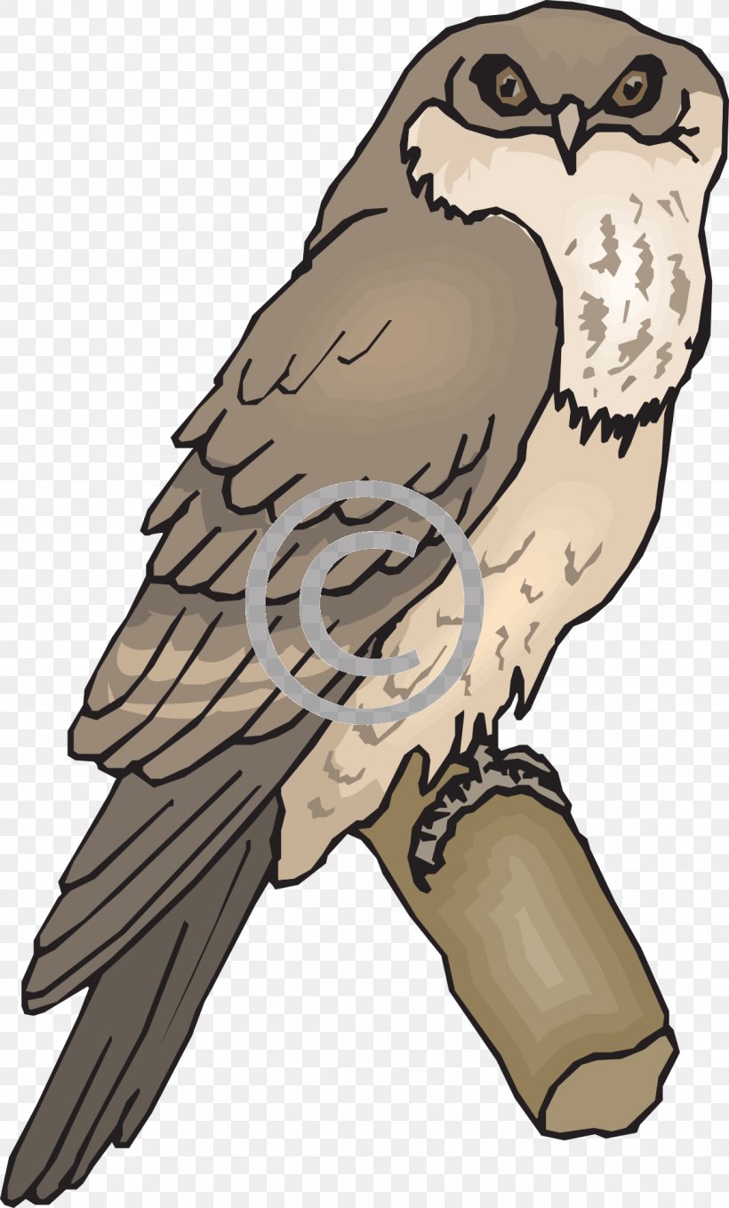 Owl Bird Tawny Frogmouth Beak, PNG, 1159x1920px, Owl, Animation, Art, Beak, Bird Download Free
