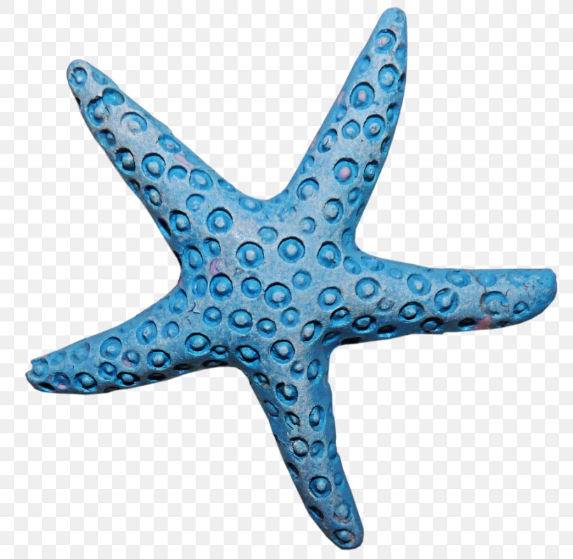 Starfish Invertebrate Blue Sea Star Clip Art, PNG, 800x800px, Starfish, Animal, Blue Sea Star, Conch, Drawing Download Free