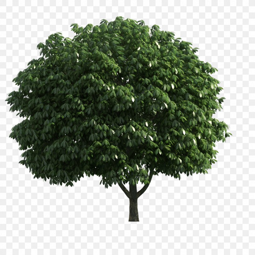 Branch Tree Stock Photography Shrub, PNG, 1024x1024px, Branch, Arbor Day, Arborist, Facade, Grass Download Free