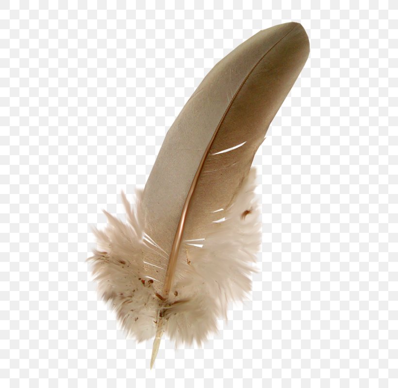 Feather Clip Art, PNG, 517x800px, Feather, Beak, Ifwe, Paintshop Pro, Quill Download Free