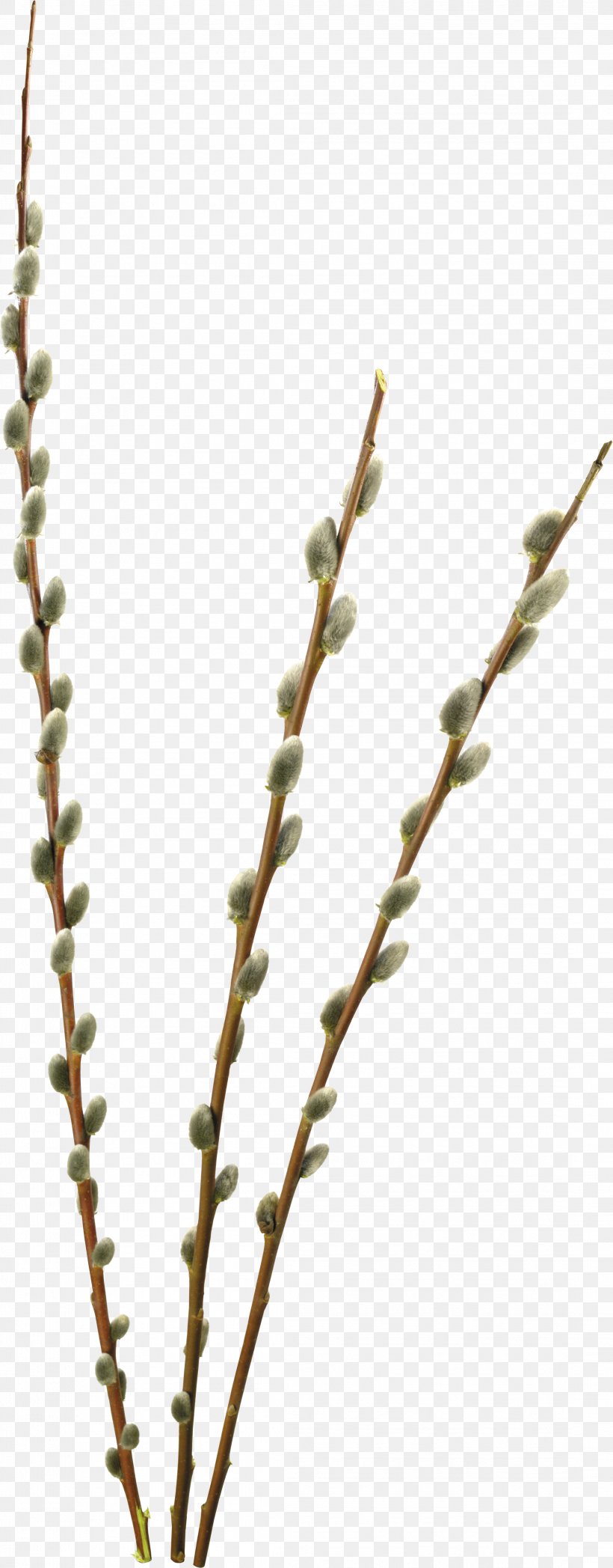 Willow Information Digital Image Clip Art, PNG, 2194x5607px, Willow, Branch, Digital Image, Drawing, Grass Download Free