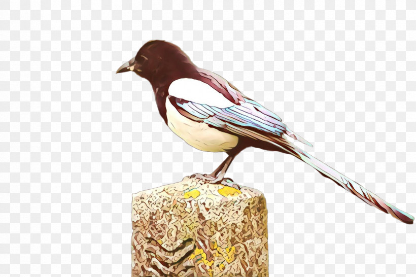 Bird Beak Chickadee Songbird Perching Bird, PNG, 1224x816px, Bird, Beak, Chickadee, Eurasian Magpie, Finch Download Free