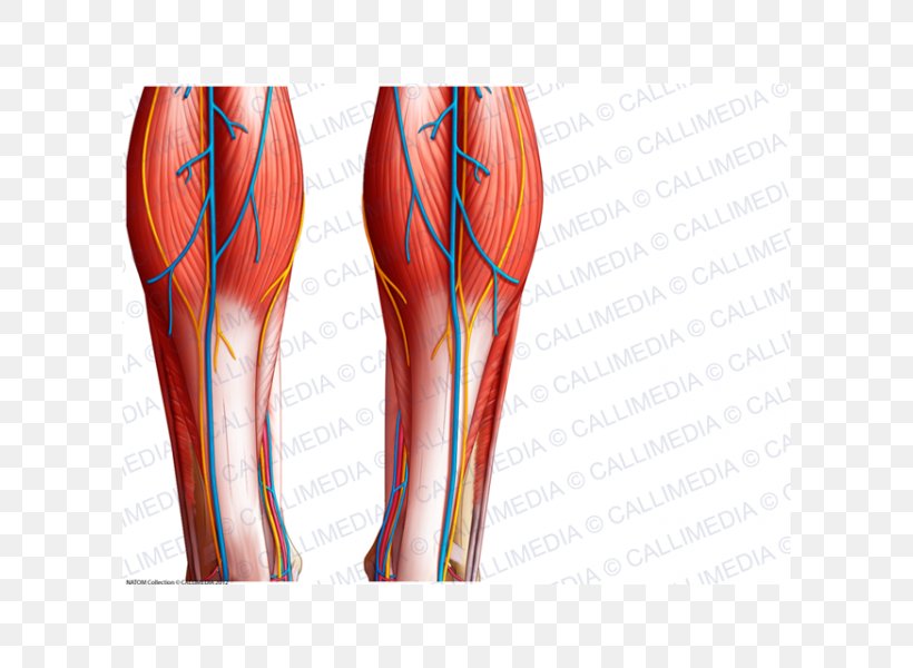 Calf Muscle Blood Vessel Knee Crus, PNG, 600x600px, Watercolor, Cartoon, Flower, Frame, Heart Download Free