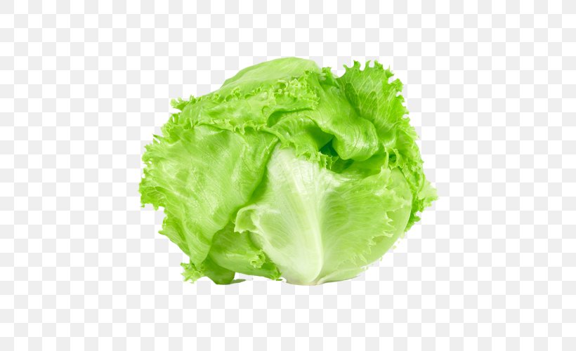 Romaine Lettuce Iceberg Lettuce Salad Butterhead Lettuce Vegetable, PNG, 500x500px, Romaine Lettuce, Butterhead Lettuce, Cabbage, Collard Greens, Endive Download Free