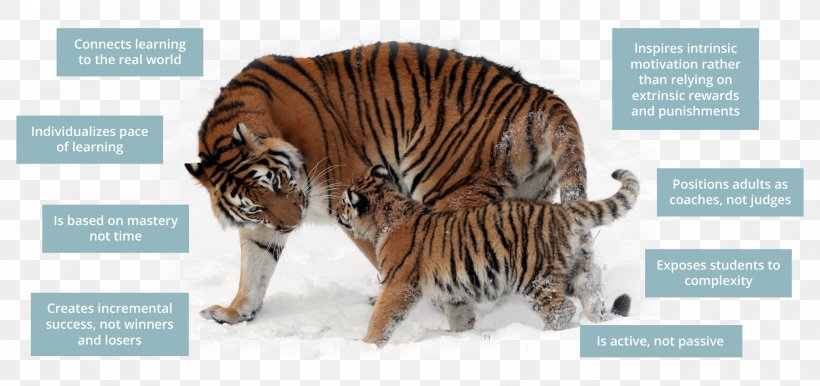 Siberian Tiger Tiger Temple Felidae Sumatran Tiger, PNG, 1800x849px, Siberia, Animal, Bengal Tiger, Big Cat, Big Cats Download Free