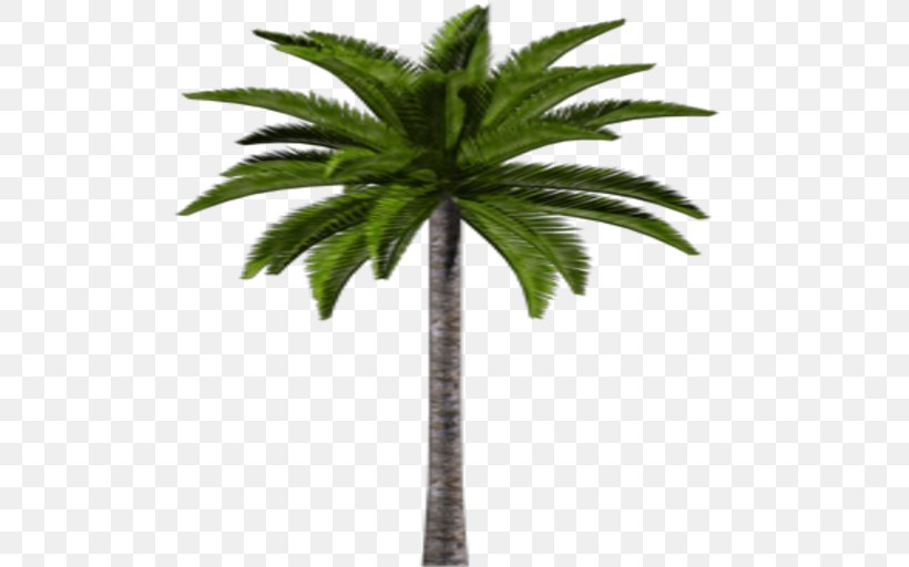 Asian Palmyra Palm Coconut Date Palm Leaf Flowerpot, PNG, 512x512px, Asian Palmyra Palm, Arecaceae, Arecales, Borassus, Borassus Flabellifer Download Free