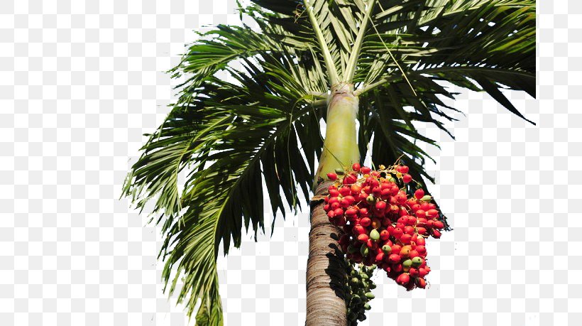 Date Palm Arecaceae Tree, PNG, 690x459px, Date Palm, Arecaceae, Arecales, Auglis, Date Palms Download Free