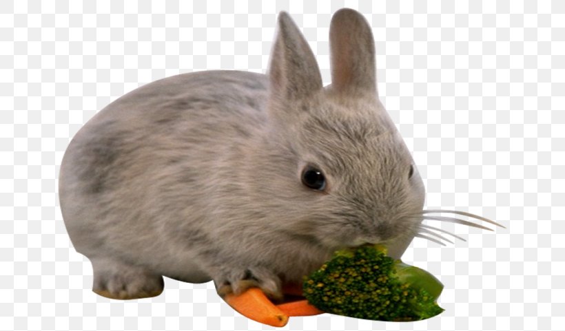 European Rabbit Hare Domestic Rabbit, PNG, 670x481px, European Rabbit, Animal, Domestic Rabbit, Fauna, Fur Download Free