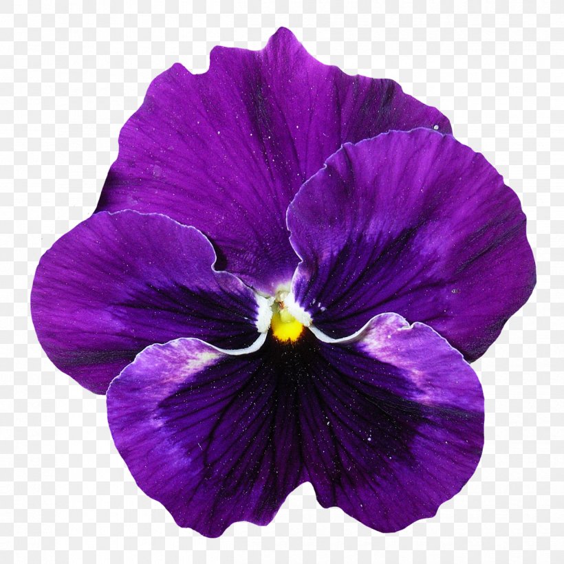 Pansy Violet Flower, PNG, 1250x1250px, Pansy, Flower, Flowering Plant, Magenta, Petal Download Free