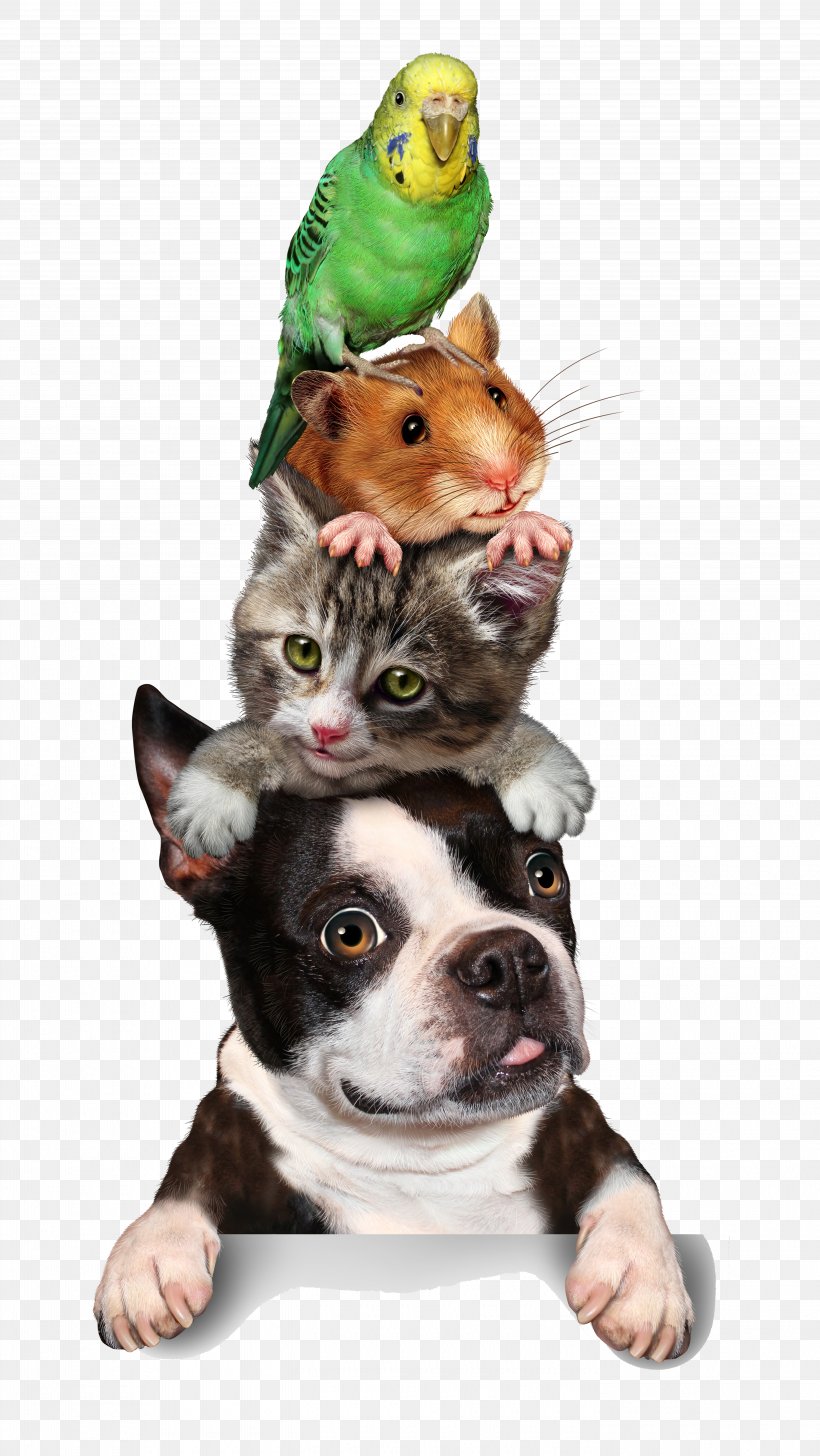 Cat Pet Sitting Hamster Dog Kitten, PNG, 5600x9944px, Cat, Boston Terrier, Budgerigar, Carnivoran, Dog Download Free