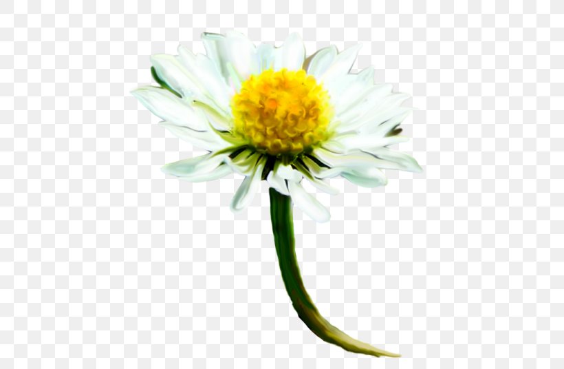 Common Daisy Download Clip Art, PNG, 500x536px, Common Daisy, Aster, Computer, Cut Flowers, Daisy Download Free