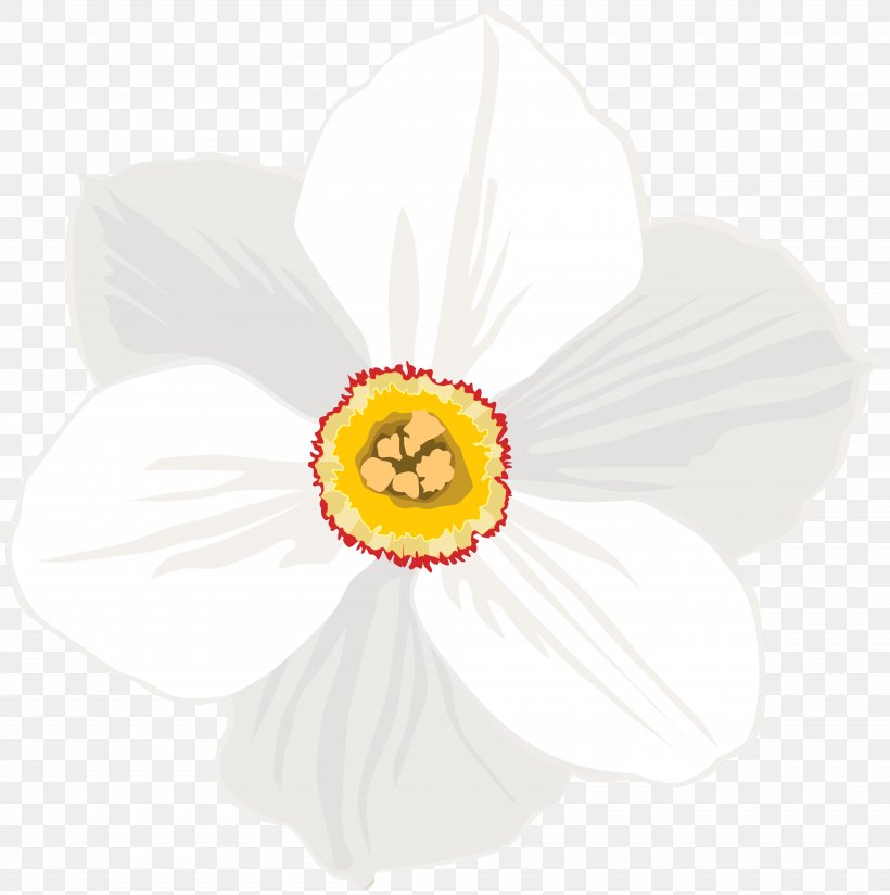 Narcissus, PNG, 8000x8044px, Narcissus, Flower, Flowering Plant, Petal, Plant Download Free