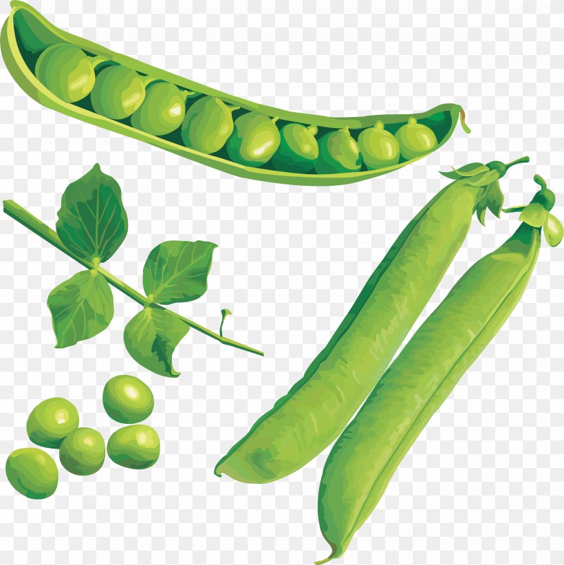 Snap Pea Clip Art, PNG, 3553x3560px, Pea, Commodity, Dots Per Inch, Food, Fruit Download Free