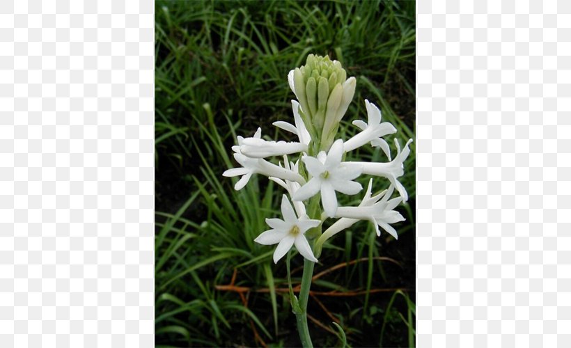 Tuberose Bulb Hyacinth Crinum, PNG, 500x500px, Tuberose, Bulb, Crinum, Flora, Flower Download Free
