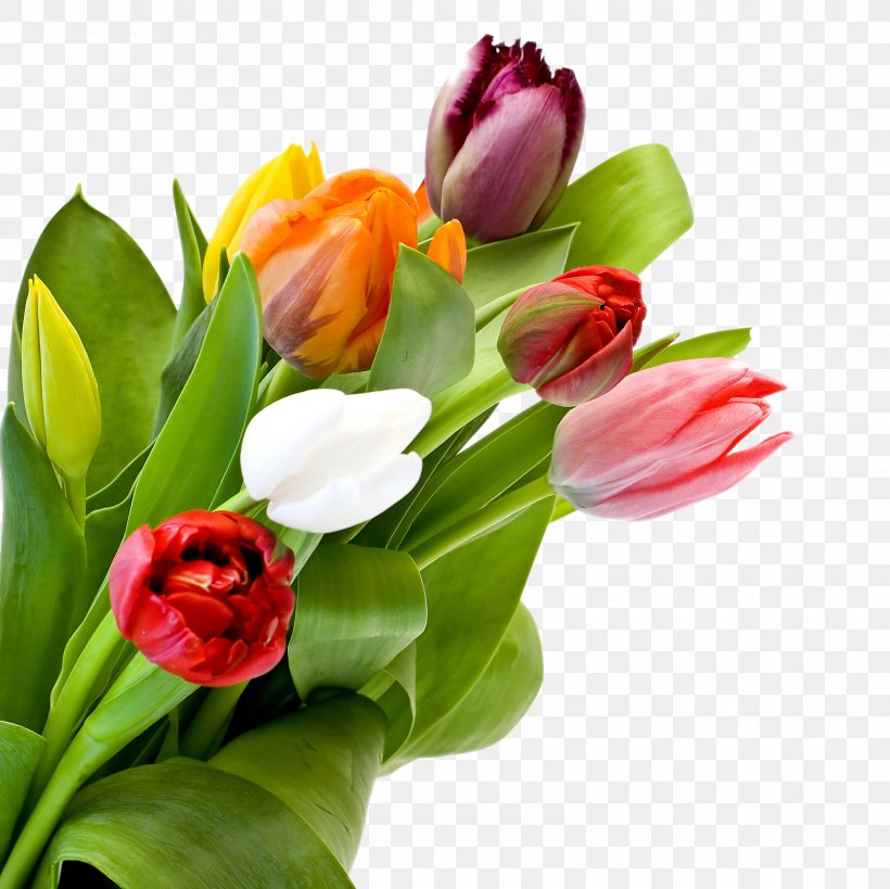 Tulip Flower Bouquet Desktop Wallpaper Rose, PNG, 1600x1600px, Tulip, Color, Cut Flowers, Floral Design, Floristry Download Free