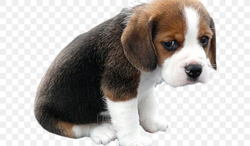 Bulldog Puppy Face Golden Retriever Sad Puppies, PNG, 640x480px, Watercolor, Cartoon, Flower, Frame, Heart Download Free