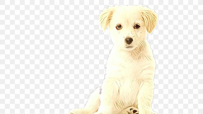 Cartoon Love, PNG, 2559x1440px, Maltese Dog, Bichon, Breed, Companion Dog, Dog Download Free