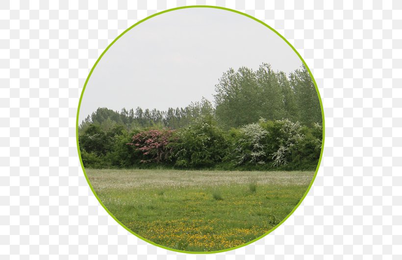 Lawn Biome Vegetation Meadow Land Lot, PNG, 531x531px, Lawn, Biome, Ecosystem, Farm, Field Download Free