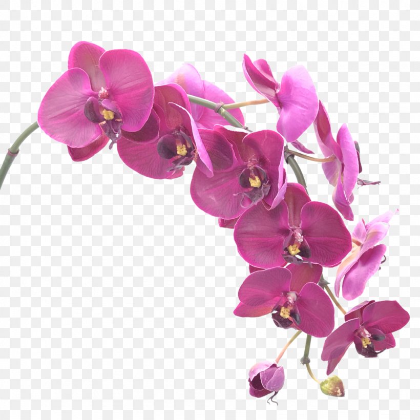 Moth Orchids Flower Singapore Orchid, PNG, 1024x1024px, Orchids, Artificial Flower, Blossom, Boat Orchid, Cut Flowers Download Free
