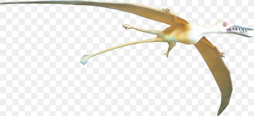 Rhamphorhynchus Pterosaurs Pteranodon Bird Animal, PNG, 3475x1590px, Rhamphorhynchus, Animal, Beak, Bird, Feather Download Free
