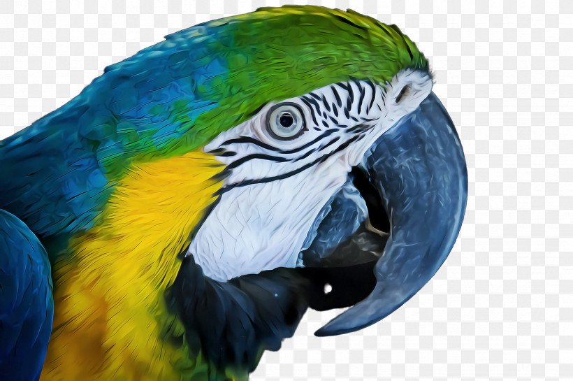 Feather, PNG, 2452x1632px, Bird, Beak, Budgie, Feather, Macaw Download Free