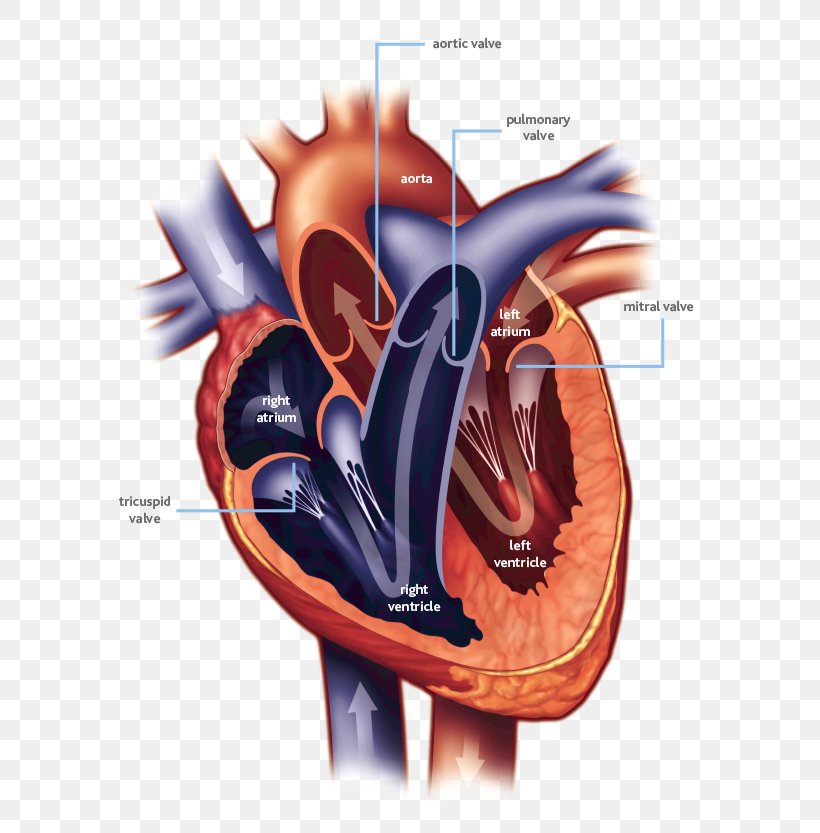 Heart Valve Mitral Valve Heart Ailment Cardiac Surgery, PNG, 667x833px, Watercolor, Cartoon, Flower, Frame, Heart Download Free