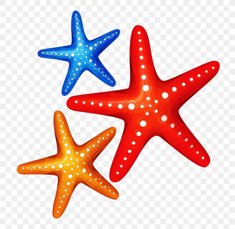 Starfish Clip Art, PNG, 800x796px, Starfish, Blue Sea Star, Drawing, Echinoderm, Invertebrate Download Free