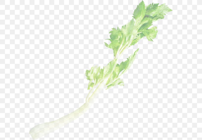 Chard Kagome カゴメ・野菜生活100 Vegetable Juice Spring Greens, PNG, 584x570px, Chard, Drinking, Family, Food, Herb Download Free