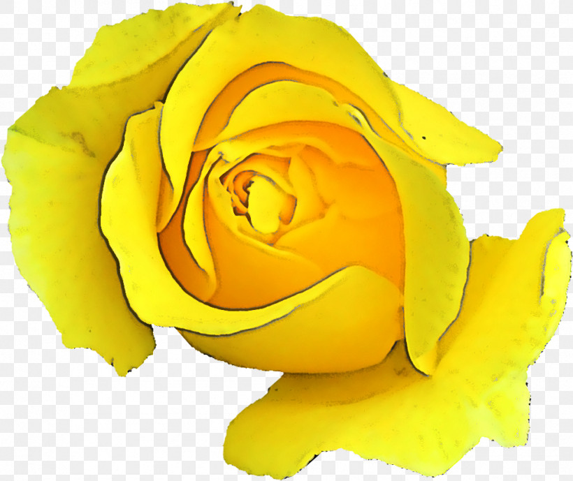 Garden Roses, PNG, 996x838px, Yellow, Austrian Briar, Cut Flowers, Floribunda, Flower Download Free