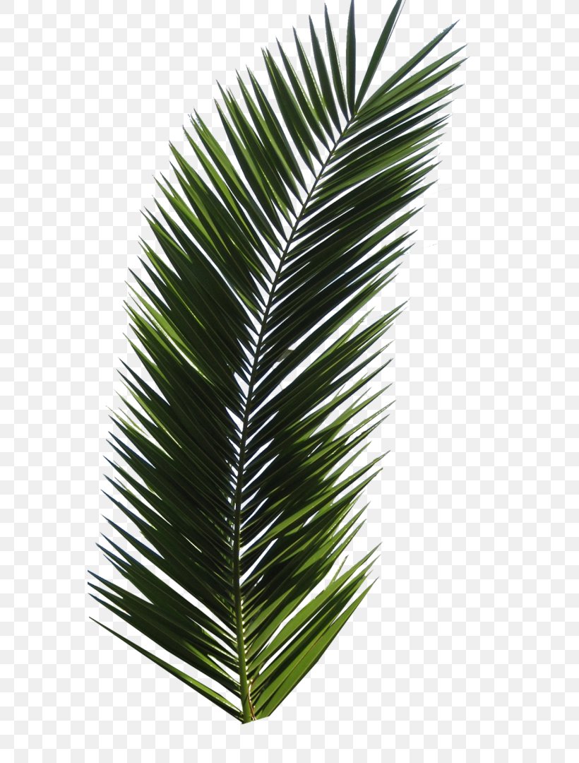 Palm Trees Leaf Clip Art Frond, PNG, 571x1080px, Palm Trees, Arecales, Attalea Speciosa, Borassus Flabellifer, Botany Download Free