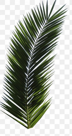 Palm Trees Leaf Image Plants Photograph, PNG, 1024x1024px, Palm Trees ...