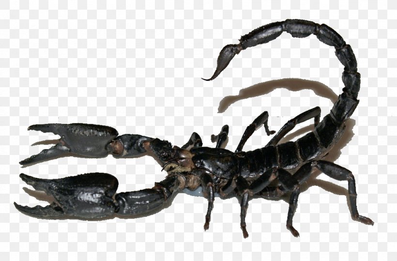 Scorpion Sting Heterometrus Spinifer Poison, PNG, 1024x674px, Scorpion, Arthropod, Buthidae, Cercophonius Squama, Deviantart Download Free