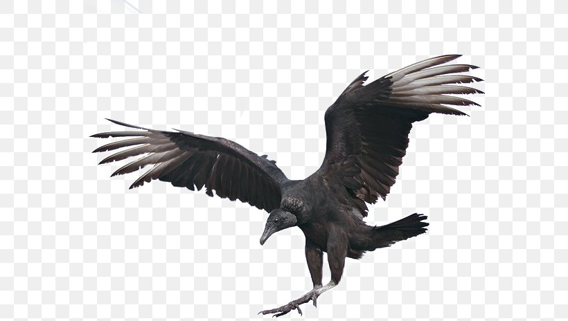 Bald Eagle Fauna Beak Feather, PNG, 580x464px, Bald Eagle, Accipitriformes, Beak, Bird, Bird Of Prey Download Free